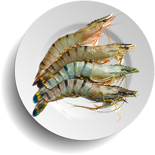 PRAWNS